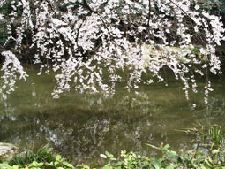 御所・近衛の糸桜_05