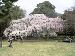御所・近衛の糸桜_06