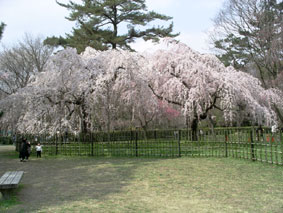 御所・近衛の糸桜_07