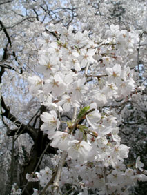 御所・近衛の糸桜_12