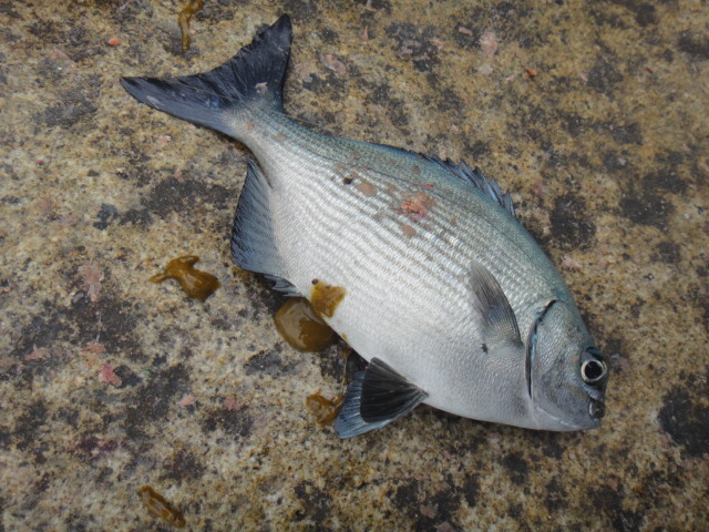 DSC04589.JPG