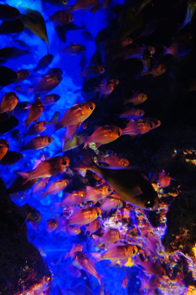 DSC08441.JPG