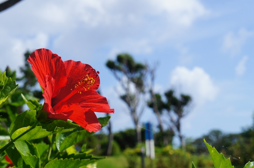 DSC08531.JPG
