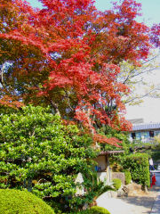 紅葉も。