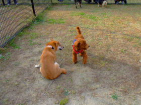 DOG RUN