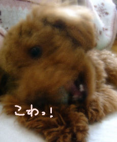こわい顔