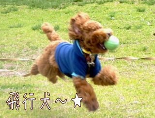 飛ぶ