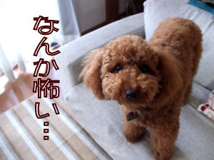 アリもやる?