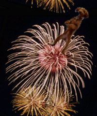 hanabi