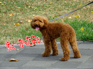 だって・・