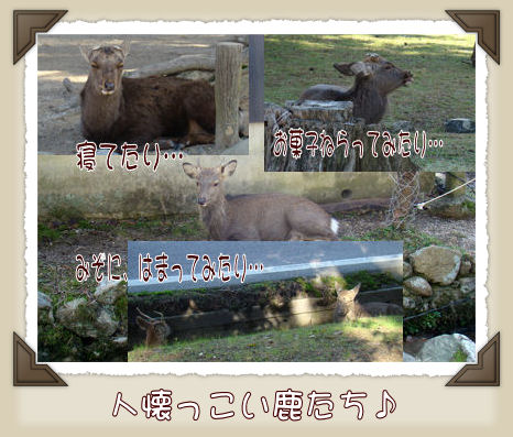 sika