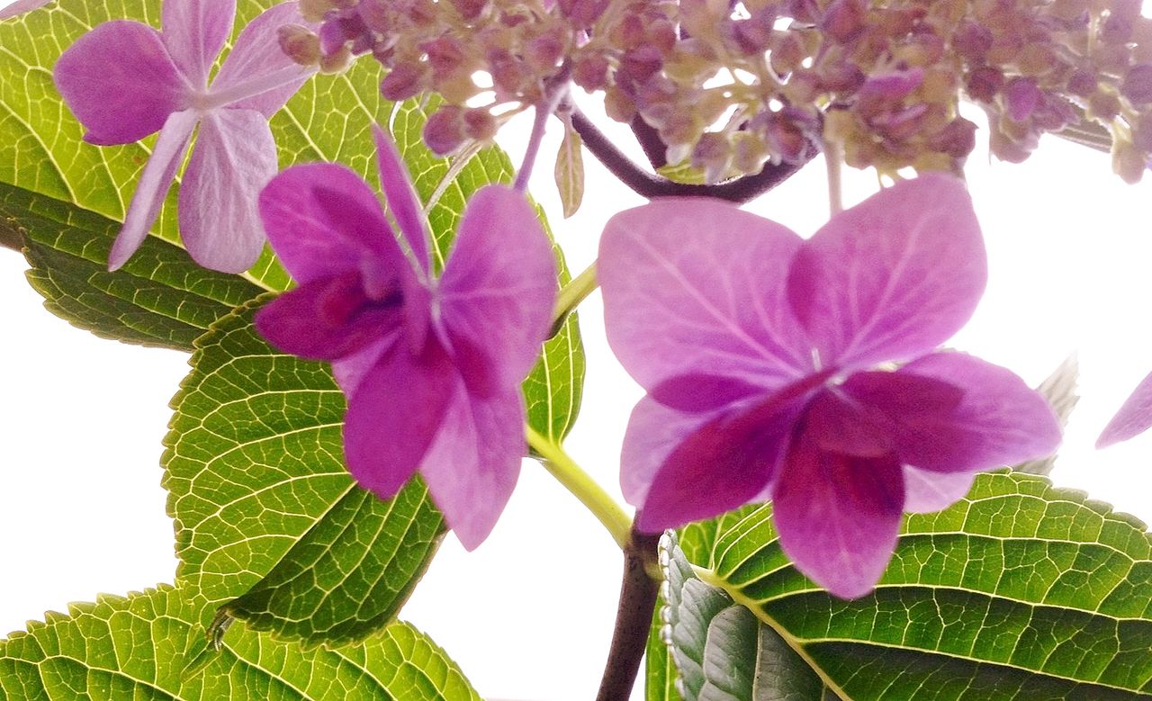紫陽花
