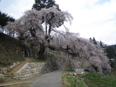 くよとの桜