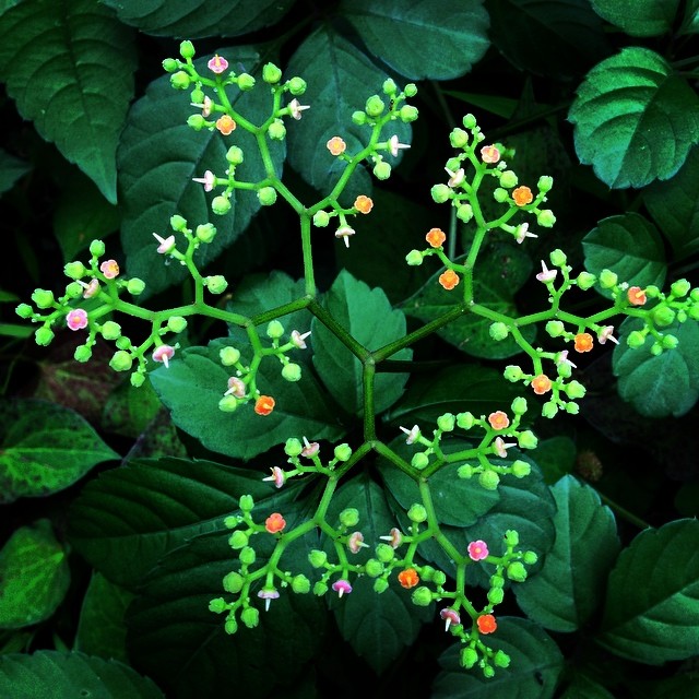 ヤブガラシの花