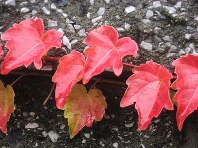 蔦の紅葉