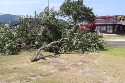解体時に伐採もお願いした2.JPG