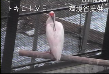 トキLIVE映像