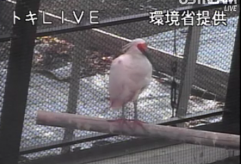 トキLIVE映像2