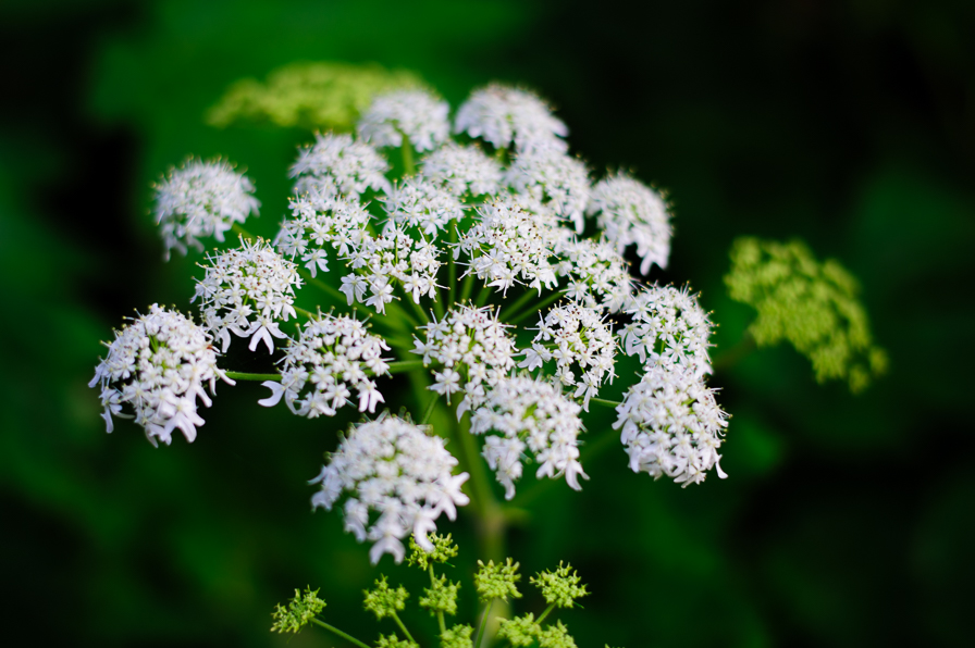 ウドの花 ガシマ2 Photo Life