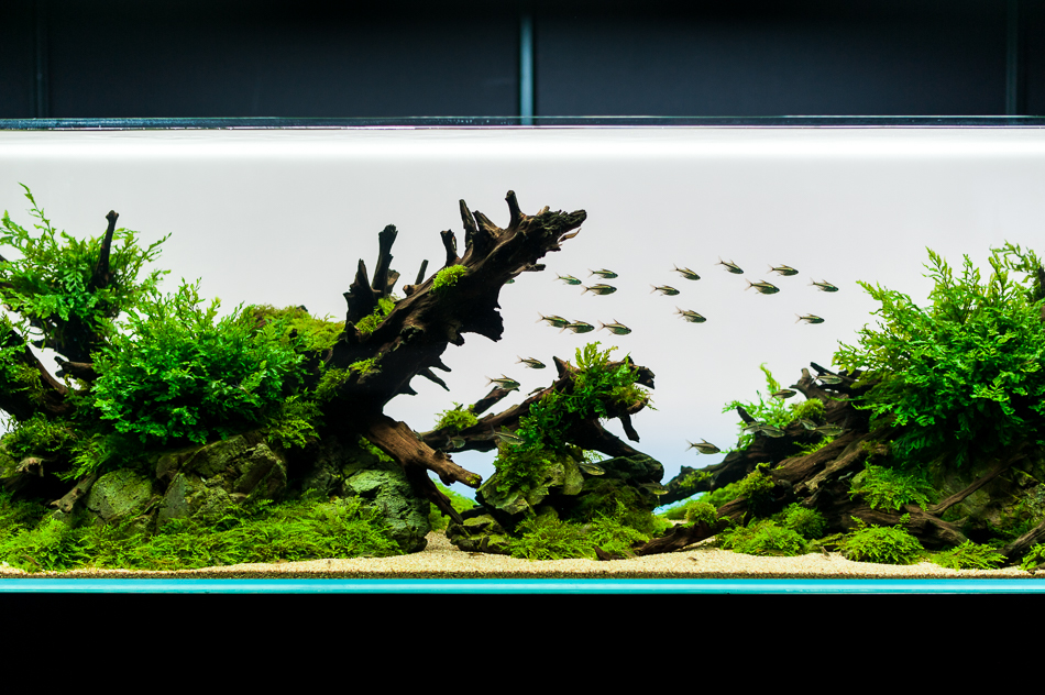 天野尚 NATURE AQUARIUM展（東京ドームシティ Gallery AaMo） | ガシマ