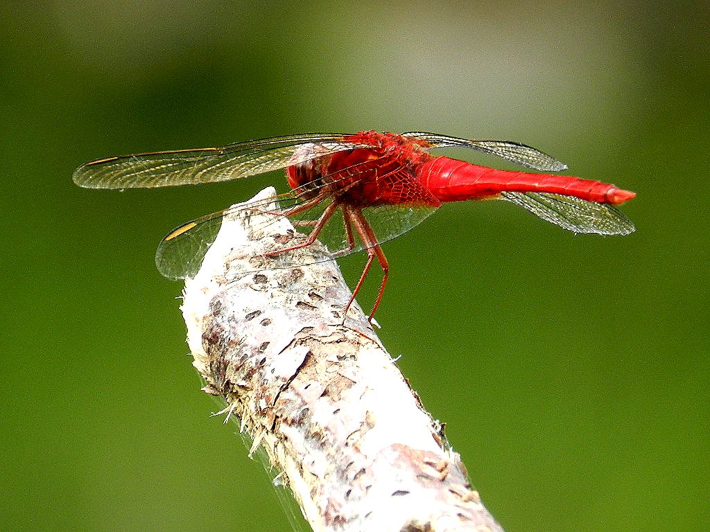 ショウジョートンボです くうふうき(空風気) ショウジョートンボです くうふうき(空風気)