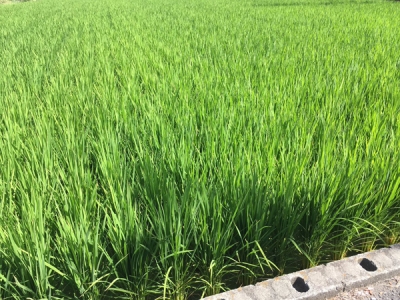 お米