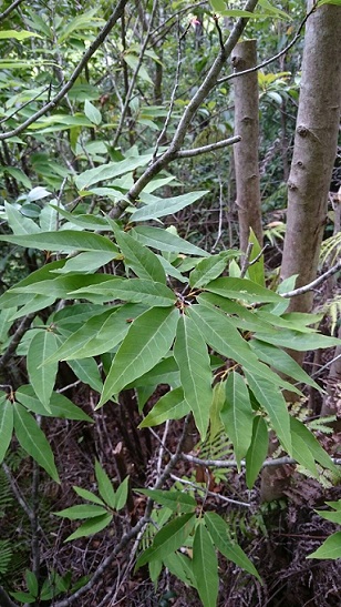 タムシバ