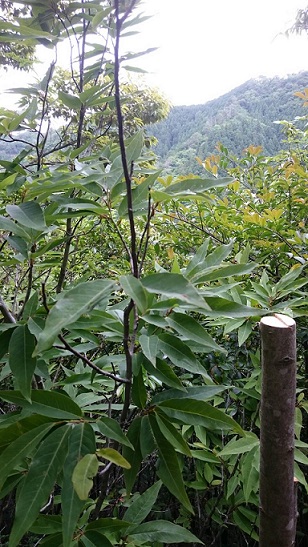 タムシバ