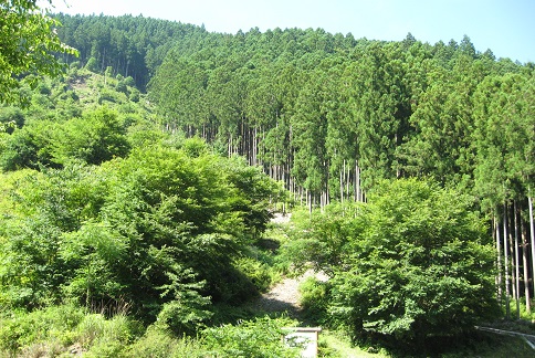広葉樹の植栽地