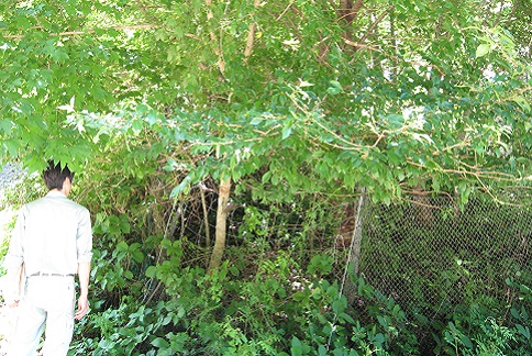 広葉樹の森