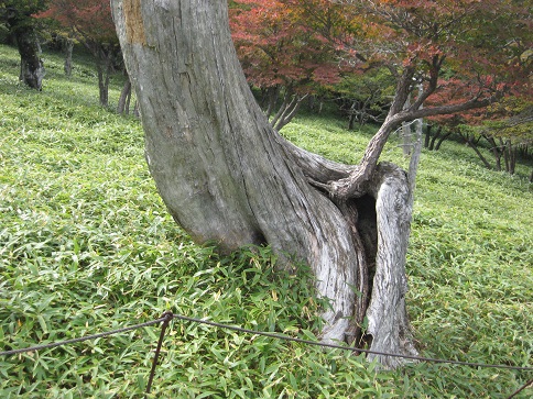 ÂçÂæ¥±¸¶ ÀµÌÚÆ½