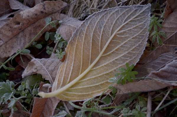DSC_3878.JPG