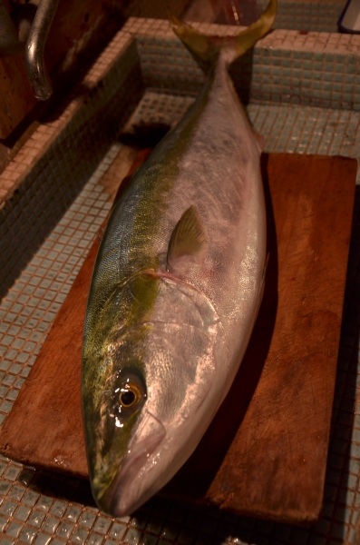 DSC_4018.JPG