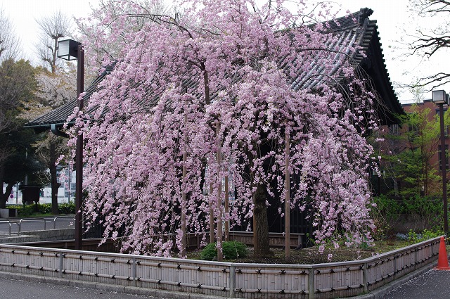 しだれ桜シリーズ ２５ 上野輪王殿 紅八重しだれ桜 10 4 10 花雷 日記