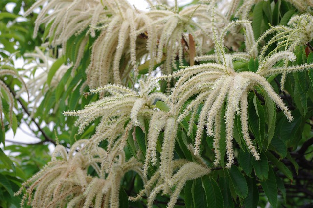 栗の花 花雷 日記