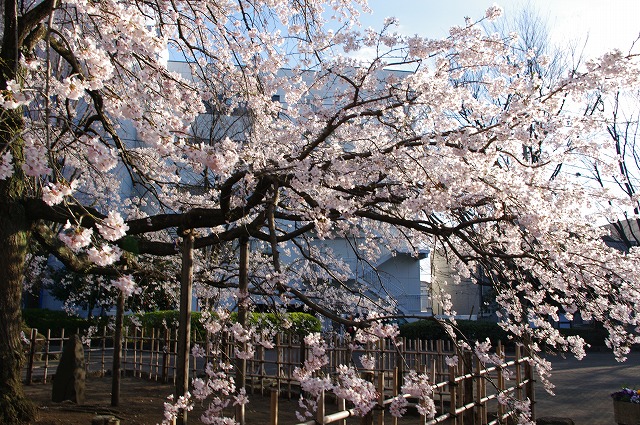 熊谷中央公園 その１ 千代鶴姫桜 ２０１２．４．７ | 花雷 日記