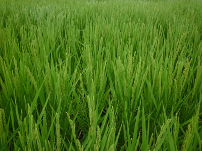 稲穂