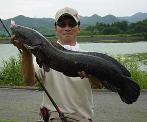 FINESS 中川 高松FROG