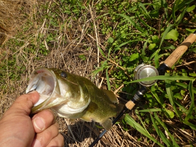 BABY BASS1