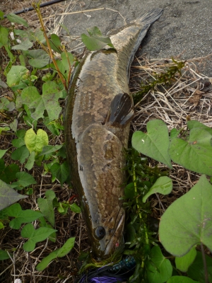 雷魚1