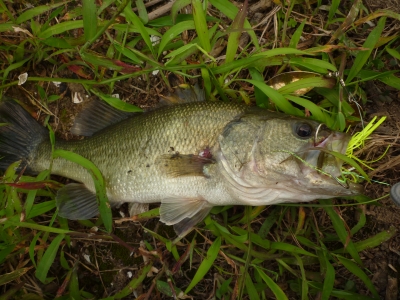 BABY BASS3