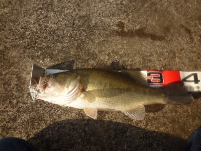 1214BASS1