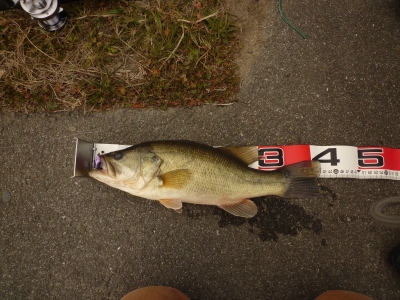 2012113bass01