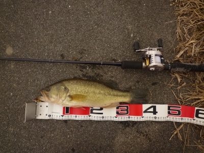 2012113bass03