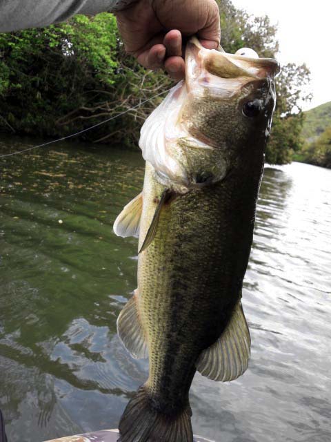 高松bass1