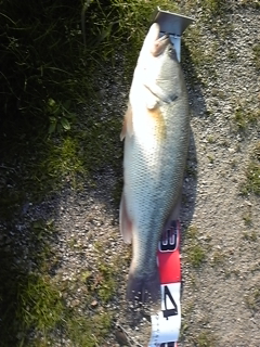 120427bass1