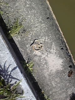120427 snake(>_<)