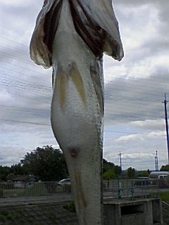 SHINJIS BASS 3