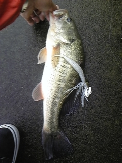 20120515bass6