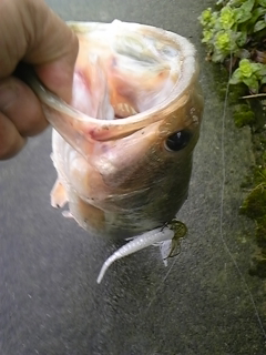 20120515bass5